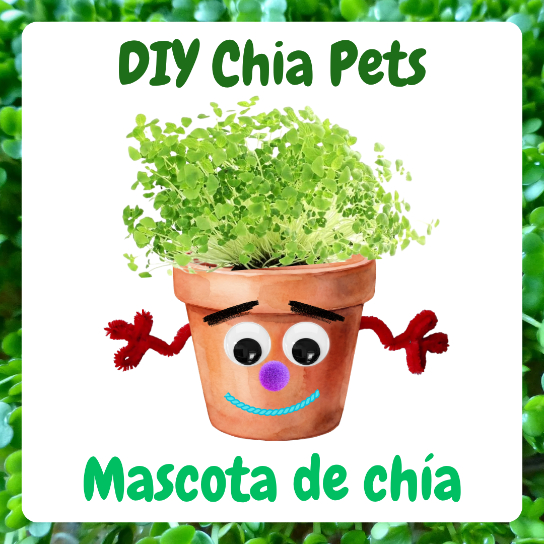 Title card for the DIY Chia Pets/Mascota de chia program. It has a photo of a potted chia plant with the pot decorated to look like it has a face and arms.